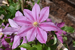 Pink Cameo Clematis (Clematis 'Pink Cameo') at Lakeshore Garden Centres