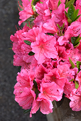 Renee Michelle Azalea (Rhododendron 'Renee Michelle') at Lakeshore Garden Centres