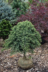 Dwarf Japanese Garden Juniper (tree form) (Juniperus procumbens 'Nana (tree form)') at Lakeshore Garden Centres