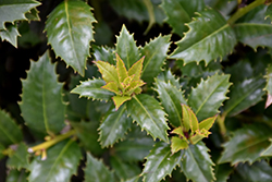 Mary Nell Holly (Ilex 'Mary Nell') at Lakeshore Garden Centres
