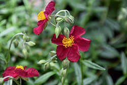 Dazzler Rock Rose (Helianthemum 'Dazzler') at Lakeshore Garden Centres