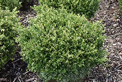 Franklin's Gem Boxwood (Buxus microphylla 'Franklin's Gem') at Lakeshore Garden Centres