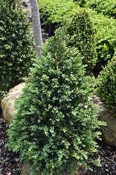 John Baldwin Boxwood (Buxus microphylla 'John Baldwin') at Lakeshore Garden Centres