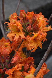 Gibraltar Azalea (Rhododendron 'Gibraltar') at Lakeshore Garden Centres