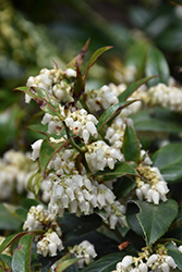 Rollison Fetterbush (Leucothoe fontanesiana 'Rollisonii') at Lakeshore Garden Centres