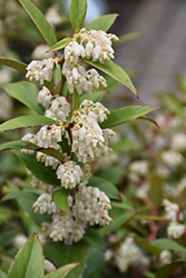 Coast Fetterbush (Leucothoe axillaris) at Lakeshore Garden Centres