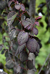 Red Fox Katsura Tree (Cercidiphyllum japonicum 'Rotfuchs') at Lakeshore Garden Centres