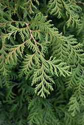 Soft Serve Falsecypress (Chamaecyparis pisifera 'Dow Whiting') at Lakeshore Garden Centres