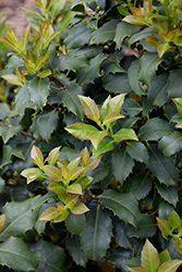 Centennial Girl Holly (Ilex 'Centennial Girl') at Lakeshore Garden Centres