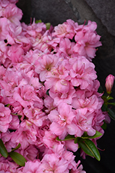 Rosebud Azalea (Rhododendron 'Rosebud') at A Very Successful Garden Center