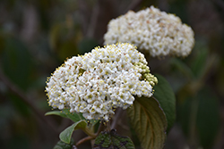 Leatherleaf Viburnum (Viburnum rhytidophyllum) at Lakeshore Garden Centres
