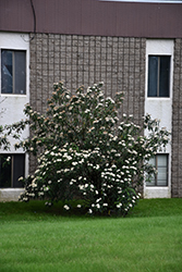 Leatherleaf Viburnum (Viburnum rhytidophyllum) at Lakeshore Garden Centres