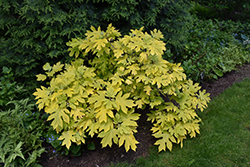 Little Honey Hydrangea (Hydrangea quercifolia 'Little Honey') at Lakeshore Garden Centres