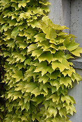 Fenway Park Boston Ivy (Parthenocissus tricuspidata 'Fenway Park') at A Very Successful Garden Center