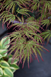 Jeddeloh Orange Japanese Maple (Acer palmatum 'Jeddeloh Orange') at Lakeshore Garden Centres
