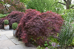 Crimson Queen Japanese Maple (Acer palmatum 'Crimson Queen') at Lakeshore Garden Centres