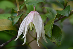 Pink Swing Clematis (Clematis 'Pink Swing') at Lakeshore Garden Centres