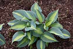 Touch Of Class Hosta (Hosta 'Touch Of Class') at Golden Acre Home & Garden