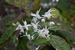 Splish Splash Barrenwort (Epimedium 'Splish Splash') at Lakeshore Garden Centres