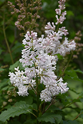 Agnes Smith Lilac (Syringa x prestoniae 'Agnes Smith') at Lakeshore Garden Centres