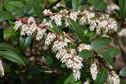 Fetterbush (Leucothoe fontanesiana) at Lakeshore Garden Centres