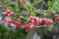 Redvein Enkianthus (Enkianthus campanulatus) at Lakeshore Garden Centres