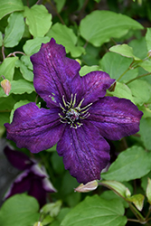 Dark Eyes Clematis (Clematis 'Dark Eyes') at Lakeshore Garden Centres
