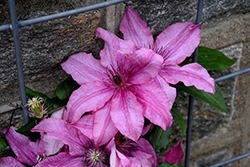 Barbara Clematis (Clematis 'Barbara') at Lakeshore Garden Centres