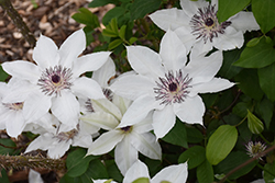 Anna Karolina Clematis (Clematis 'Anna Karolina') at Lakeshore Garden Centres