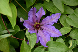 Dorota Clematis (Clematis 'Dorota') at Lakeshore Garden Centres