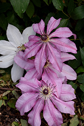 John Warren Clematis (Clematis 'John Warren') at Lakeshore Garden Centres