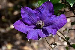 Edo Murasaki Clematis (Clematis 'Edo Murasaki') at Lakeshore Garden Centres