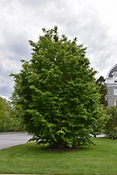 Biltmore Parrotia (Parrotia persica 'Biltmore') at Lakeshore Garden Centres