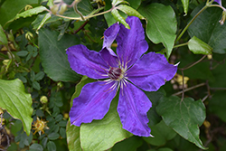 Moniuszko Clematis (Clematis 'Moniuszko') at Lakeshore Garden Centres