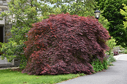 Tamukeyama Japanese Maple (Acer palmatum 'Tamukeyama') at Lakeshore Garden Centres