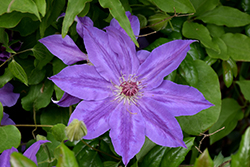 Mikolaj Kopernik Clematis (Clematis 'Mikolaj Kopernik') at Lakeshore Garden Centres