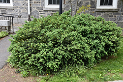 Vardar Valley Boxwood (Buxus sempervirens 'Vardar Valley') at Lakeshore Garden Centres