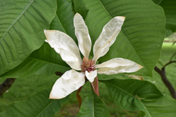 Large Leaf Umbrella Magnolia (Magnolia macrophylla x tripetala) at Lakeshore Garden Centres