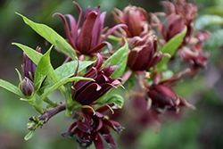 Edith Wilder Sweetshrub (Calycanthus floridus 'Edith Wilder') at Lakeshore Garden Centres