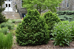 Longwood Boxwood (Buxus sempervirens 'Longwood') at Lakeshore Garden Centres