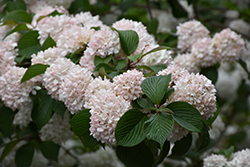 Kern's Pink Snowball Viburnum (Viburnum plicatum 'Kern's Pink') at Lakeshore Garden Centres