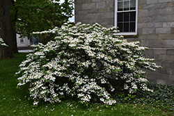 Shoshoni Doublefile Viburnum (Viburnum plicatum 'Shoshoni') at Lakeshore Garden Centres