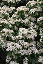 Chippewa Viburnum (Viburnum 'Chippewa') at Lakeshore Garden Centres