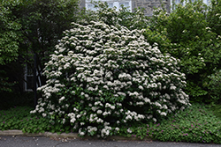 Chippewa Viburnum (Viburnum 'Chippewa') at Lakeshore Garden Centres