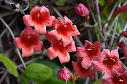 Red Cross Vine (Bignonia capreolata 'Atrosanguinea') at Lakeshore Garden Centres