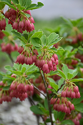 Burgundy Enkianthus (Enkianthus campanulatus 'Burgundy') at Lakeshore Garden Centres