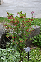 Burgundy Enkianthus (Enkianthus campanulatus 'Burgundy') at Lakeshore Garden Centres