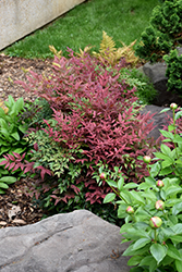 Obsession Nandina (Nandina domestica 'Seika') at Lakeshore Garden Centres