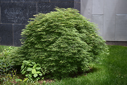 Green Hornet Cutleaf Japanese Maple (Acer palmatum 'Green Hornet') at Lakeshore Garden Centres