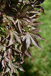 Tsukushi Gata Japanese Maple (Acer palmatum 'Tsukushi Gata') at Lakeshore Garden Centres